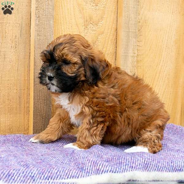 Gracie, Shih-Poo Puppy